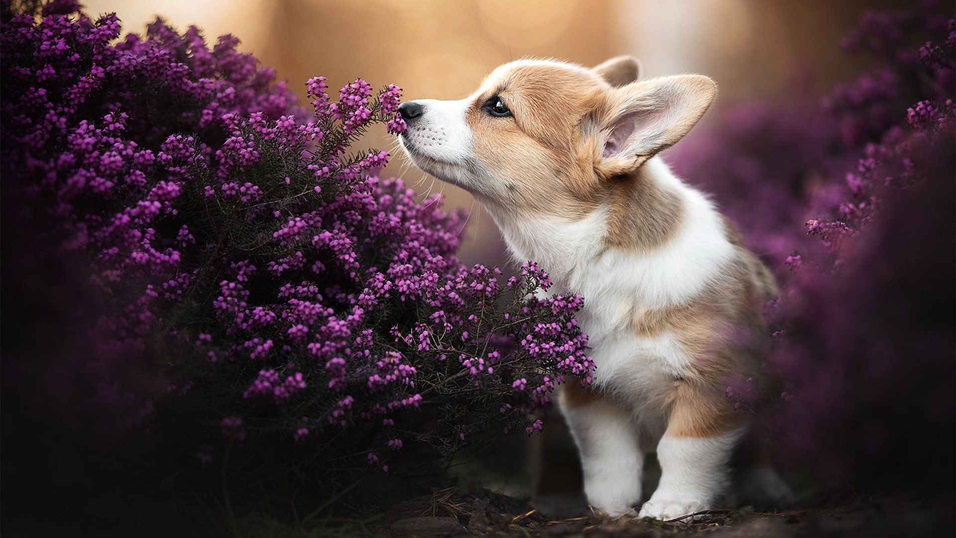 世界象棋联合会主席霍震霆:用象棋讲好中国故事,世界象棋大师赛