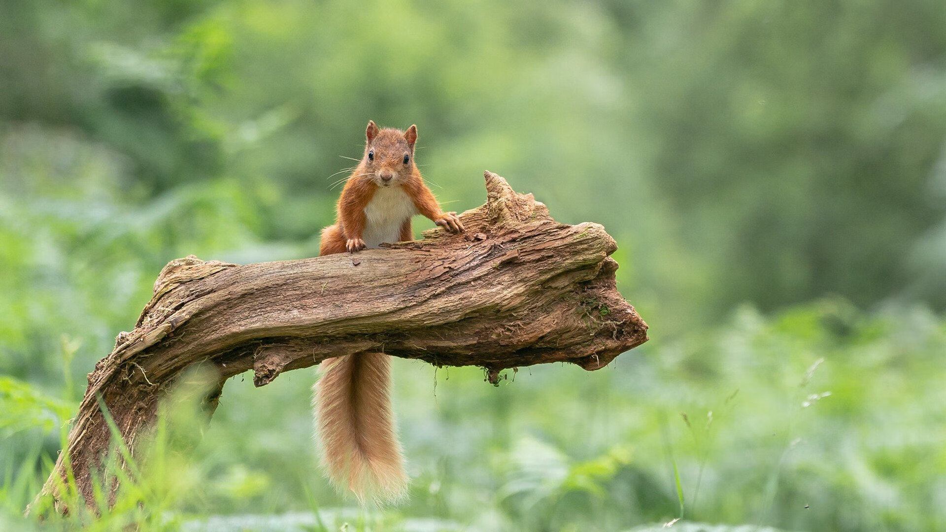 kaiyun中国官方网站-中超联赛迈入新纪元，数字经济驱动赛场革新，中超系统