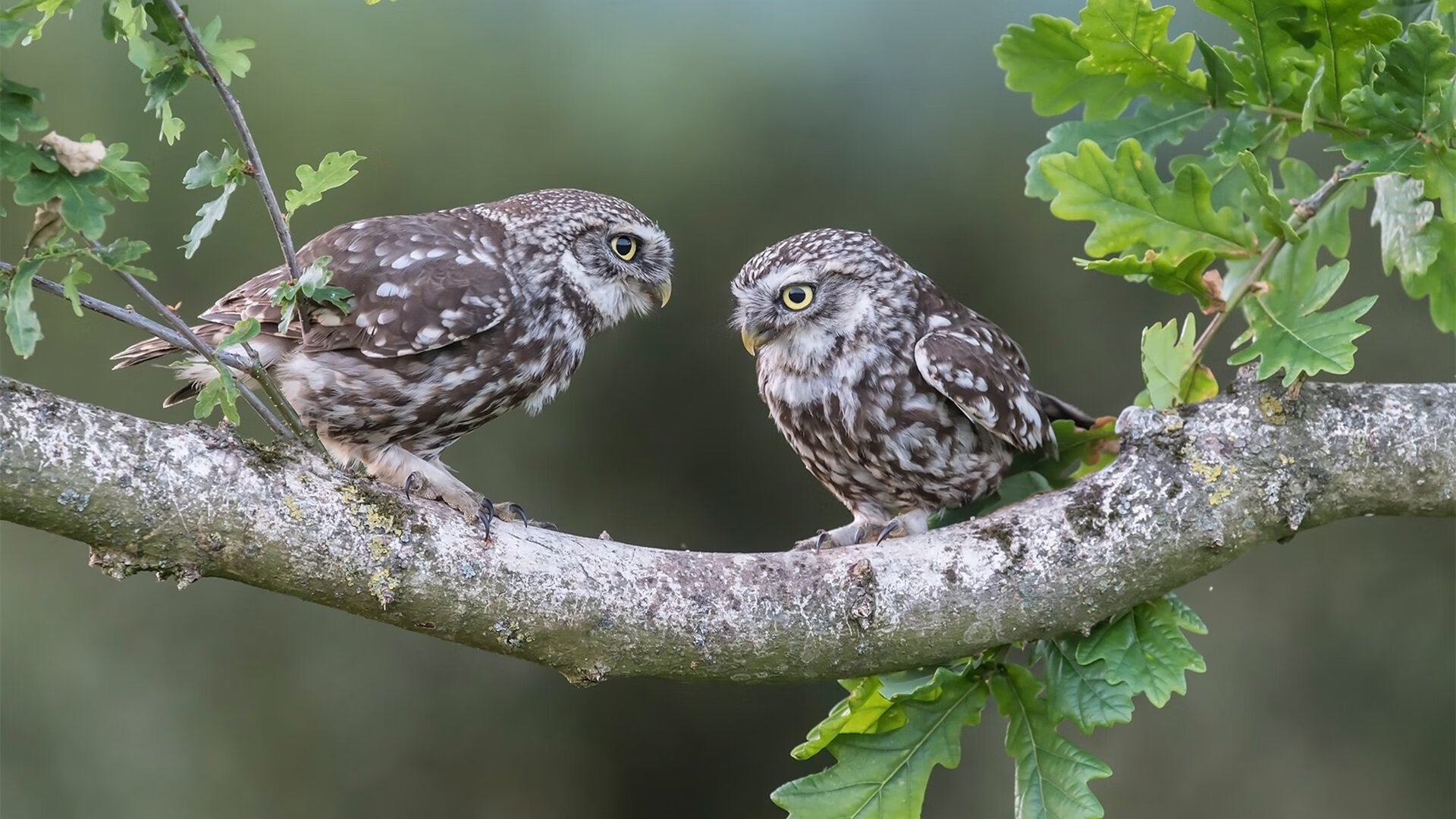 公牛签下非洲中锋潜力股,主打长远培养计划,公牛王朝时期的中锋