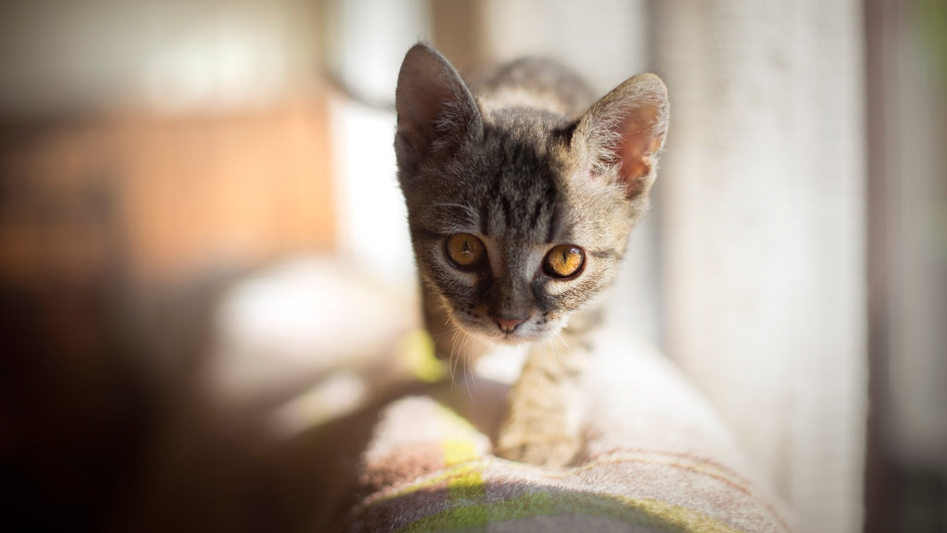 欧冠夜空星光闪耀，明星球员的足球盛宴，欧冠热门球星