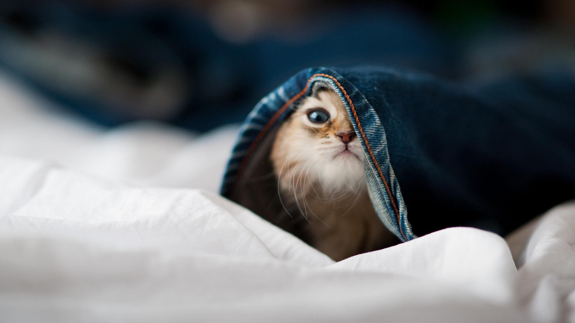 开云官网APP下载-理论与实践结合：台球运动的科学研究，台球基本原理