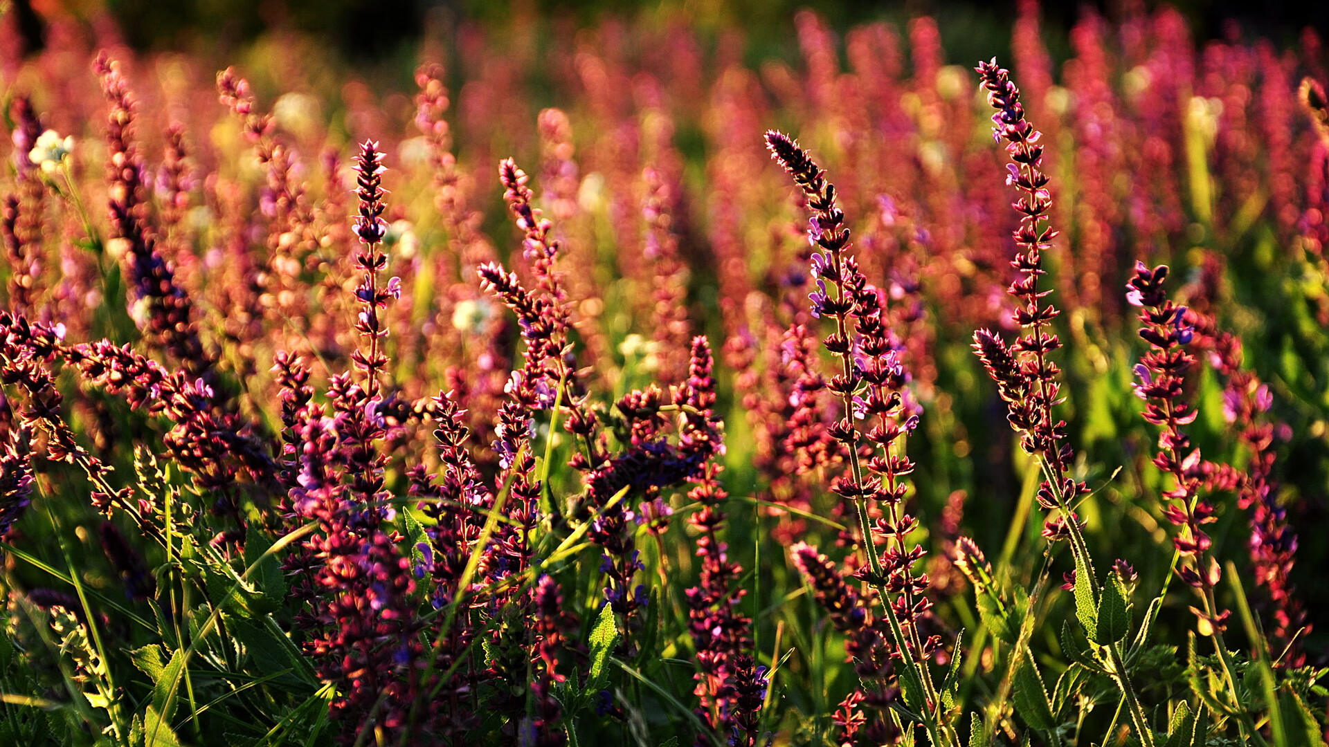 开云中国-英超争冠，教练赞战术创新，英超冠军教练
