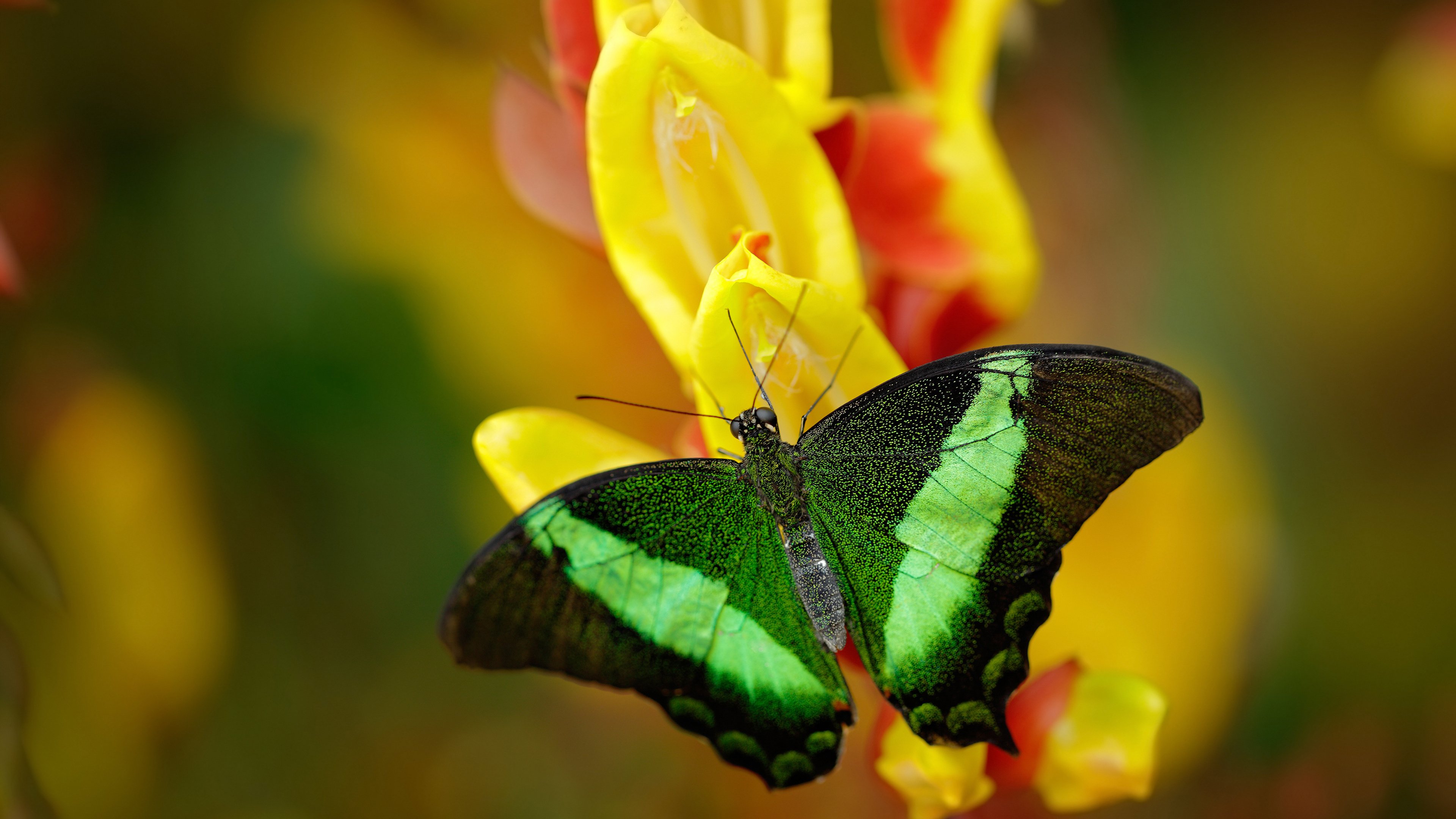 羽毛球混双组合调整训练计划,备战东京奥运,羽毛球混双教程视频