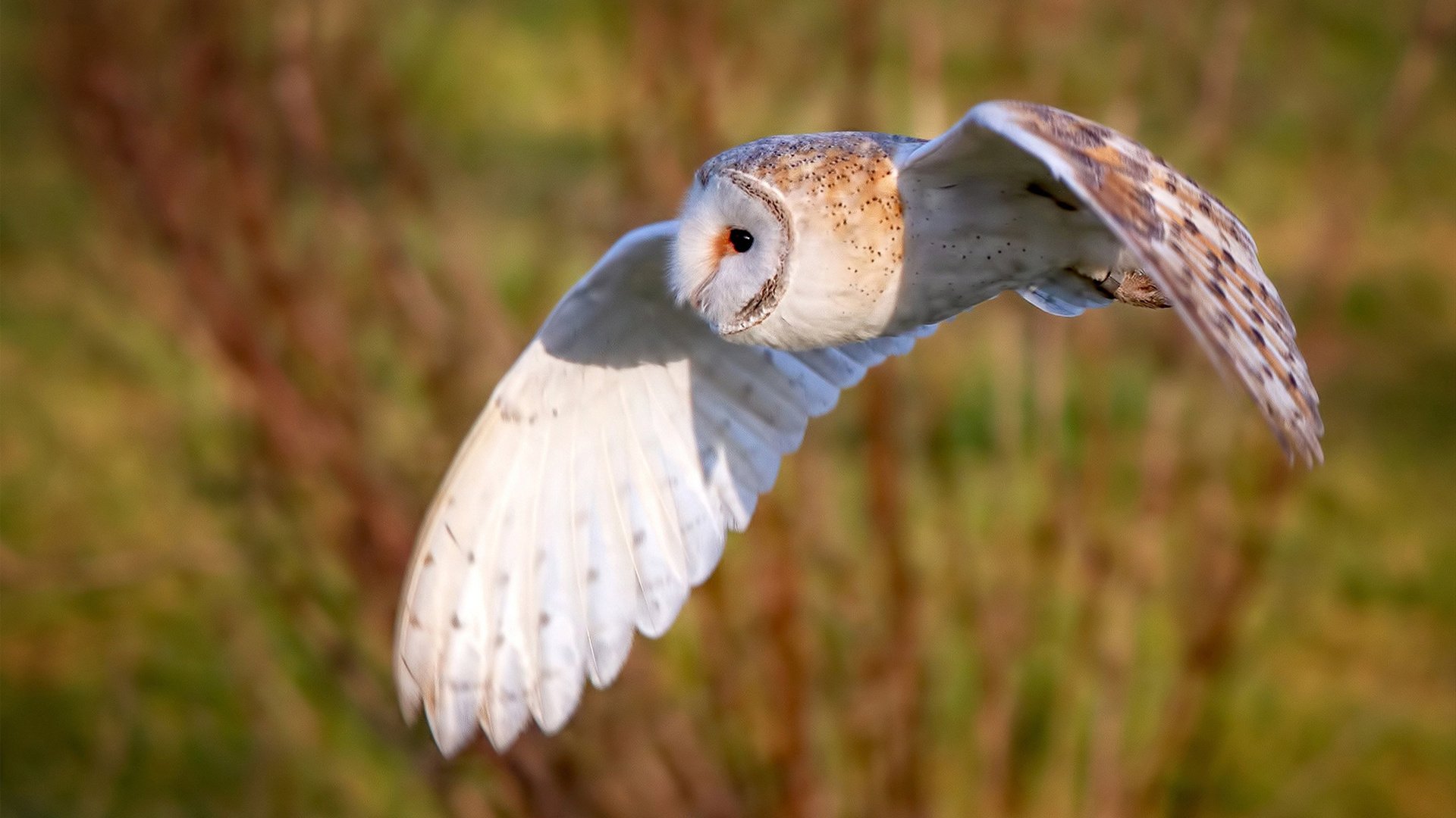 KAIYUNAPP-谋划未来：联盟中最具潜力的青训计划，青训条件lol