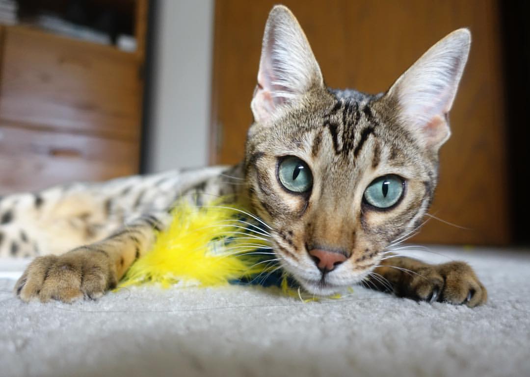 足球场馆建设全面提速满足城市发展需求,足球场建设实施方案