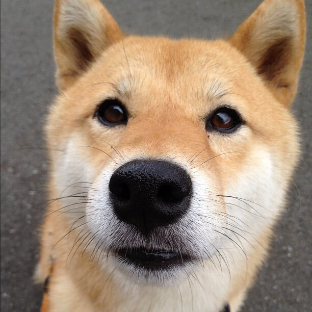 开云官方-Team Liquid推行多语言训练体系