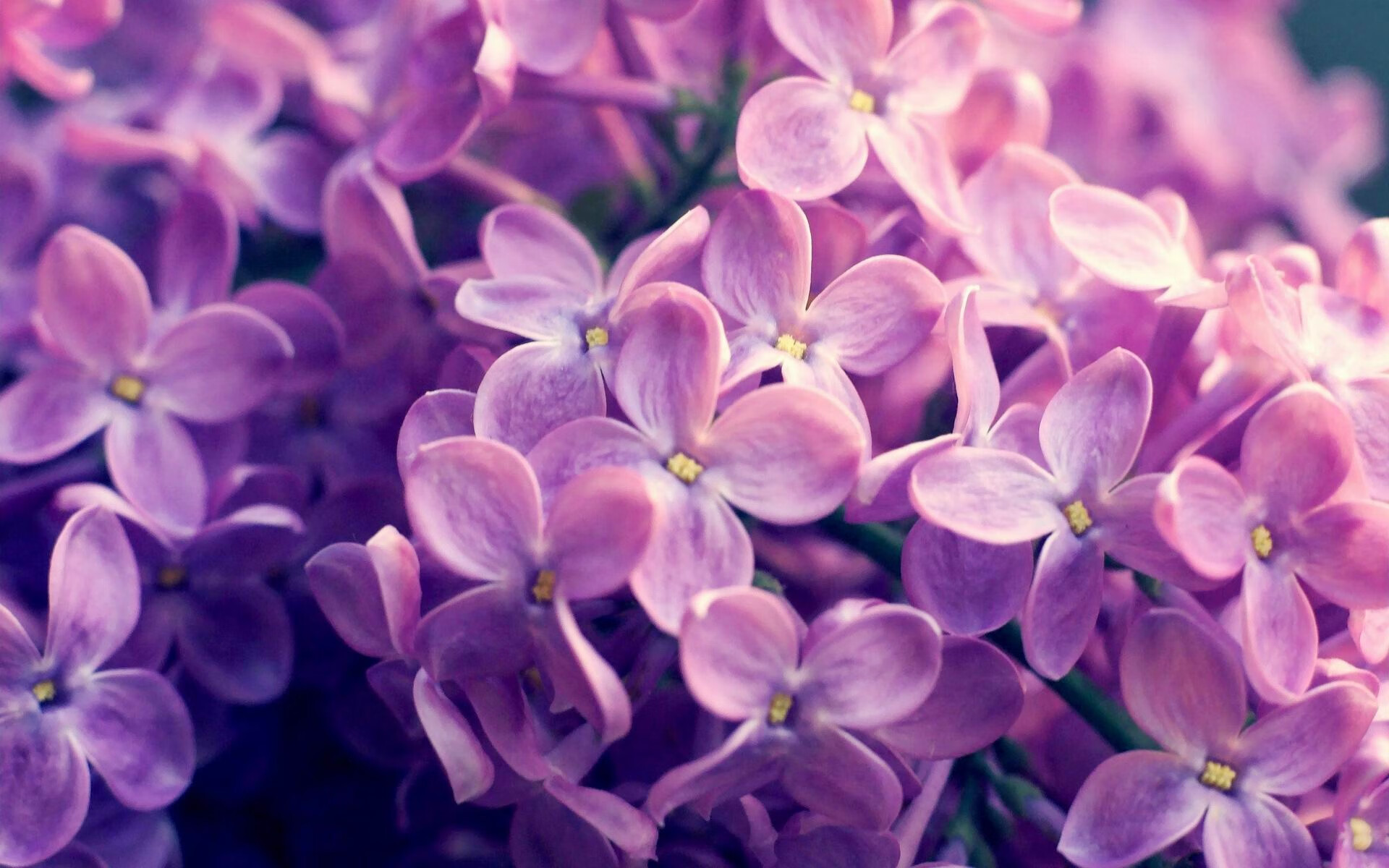 中超俱乐部主客场氛围对比明显,中超 主客场